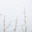 Pavlova Beige C1